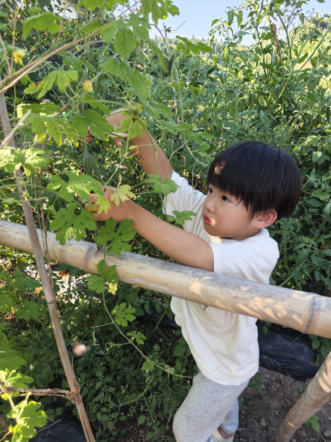 季節の野菜の収穫体験